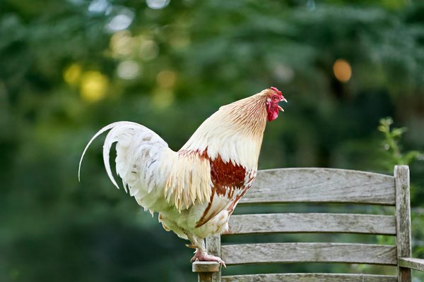 Essential guide to newcastle disease vaccination for chickens